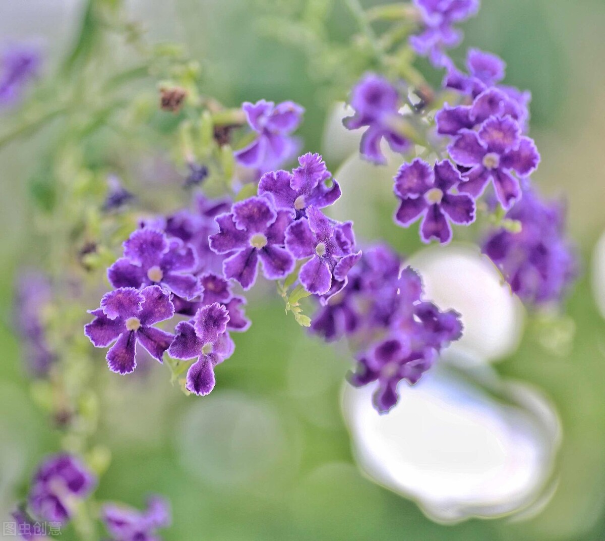适合阳台养光照少的花四季开花,适合阳台上一年四季好养的花
