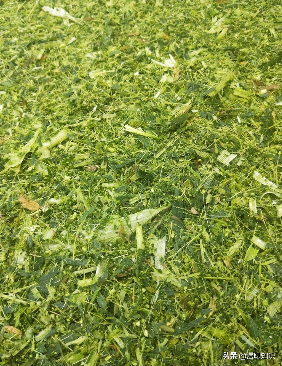 象草与巨菌草的生长范围,柱花草介绍