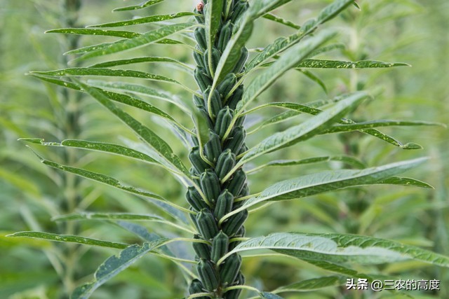 种芝麻浇水的最佳方法,芝麻施肥方法与注意事项有哪些