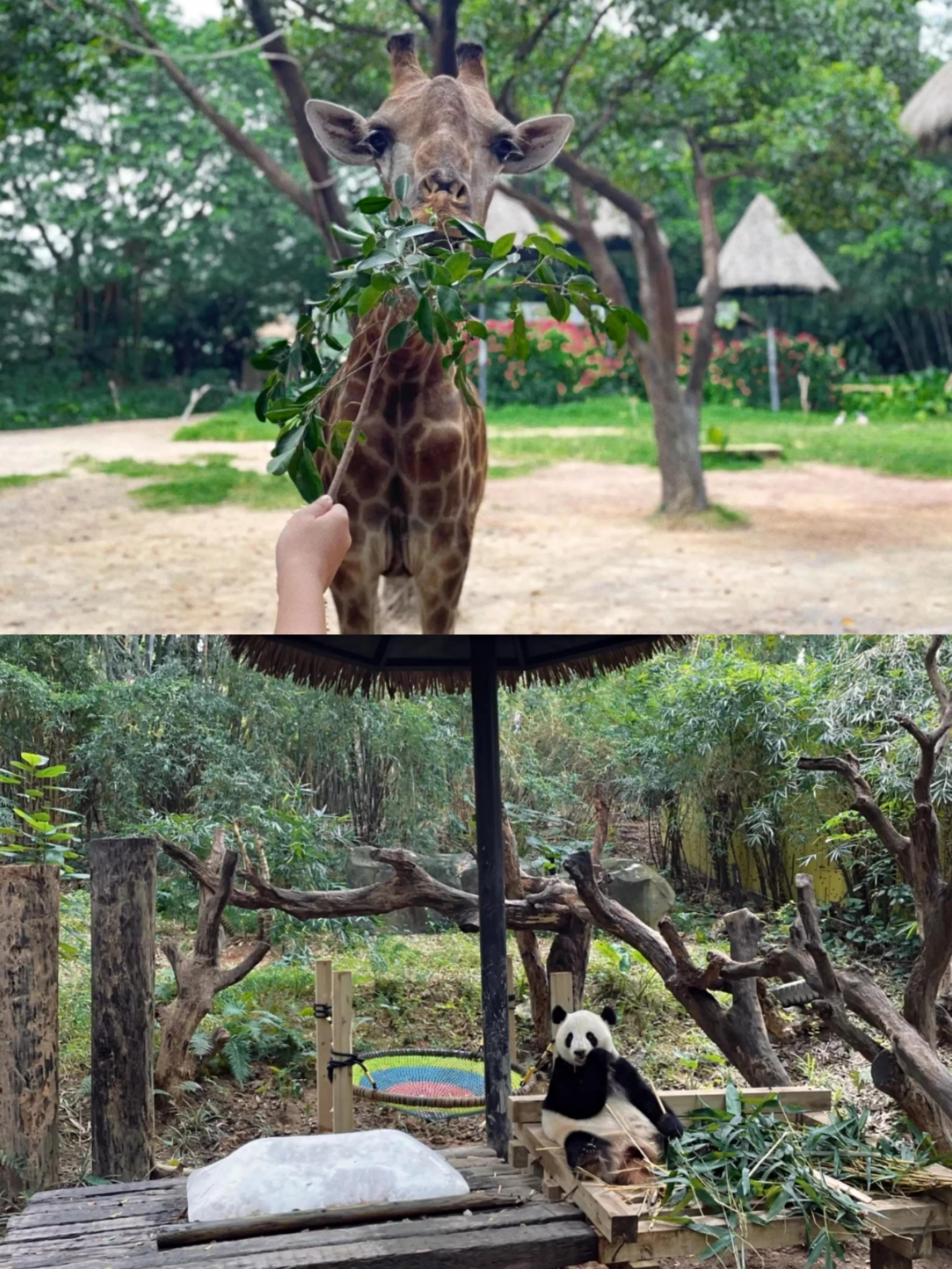 研学亲子游广州长隆野生动物园,长隆动物园攻略亲子游开车