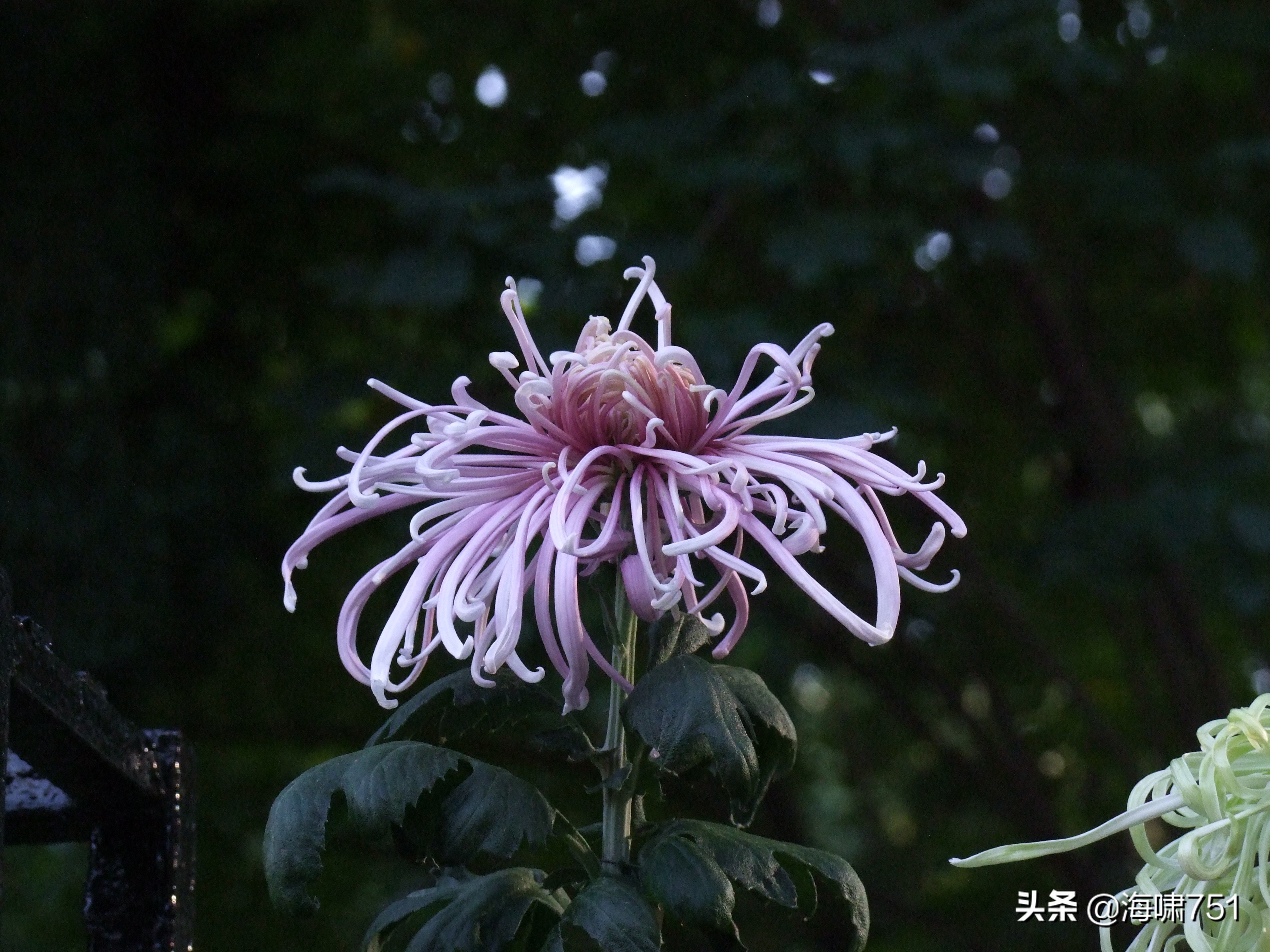 黄花岗公园开放时间,黄花岗公园停车