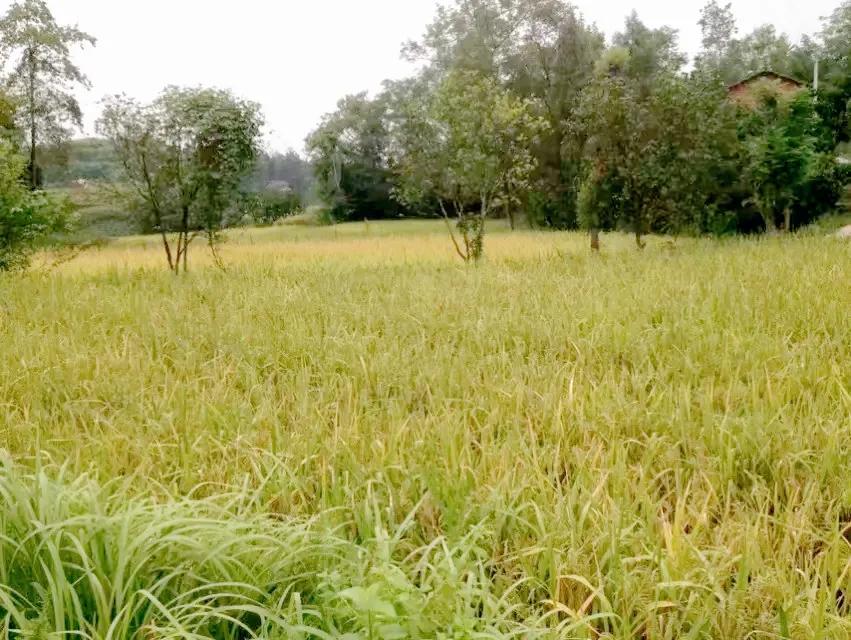 纪实农村通往城市的求学之路