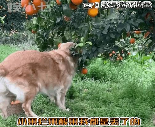 1天4个瓜,泼水节变流氓节,床戏尺度大引热议,世纪婚礼,都是大瓜