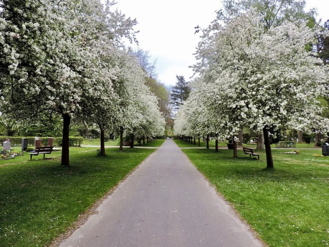 来自中国的入侵植物气味不可描述，美国人无奈年年要闻