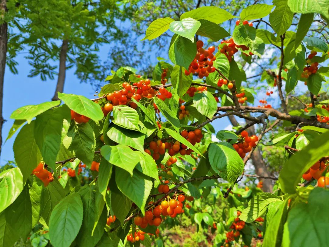 西乡县茶叶镇樱桃采摘,陕西汉中哪里可以摘樱桃