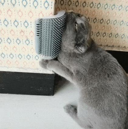 买猫容易被骗,买猫好难