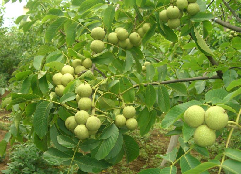 为中国石化发展勇立新功,为乡村振兴农民致富加油