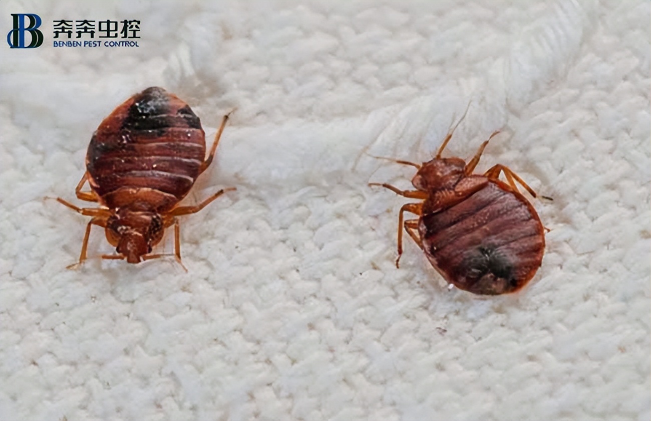 被臭虫叮咬症状较重,臭虫叮咬症状何时会开始出现