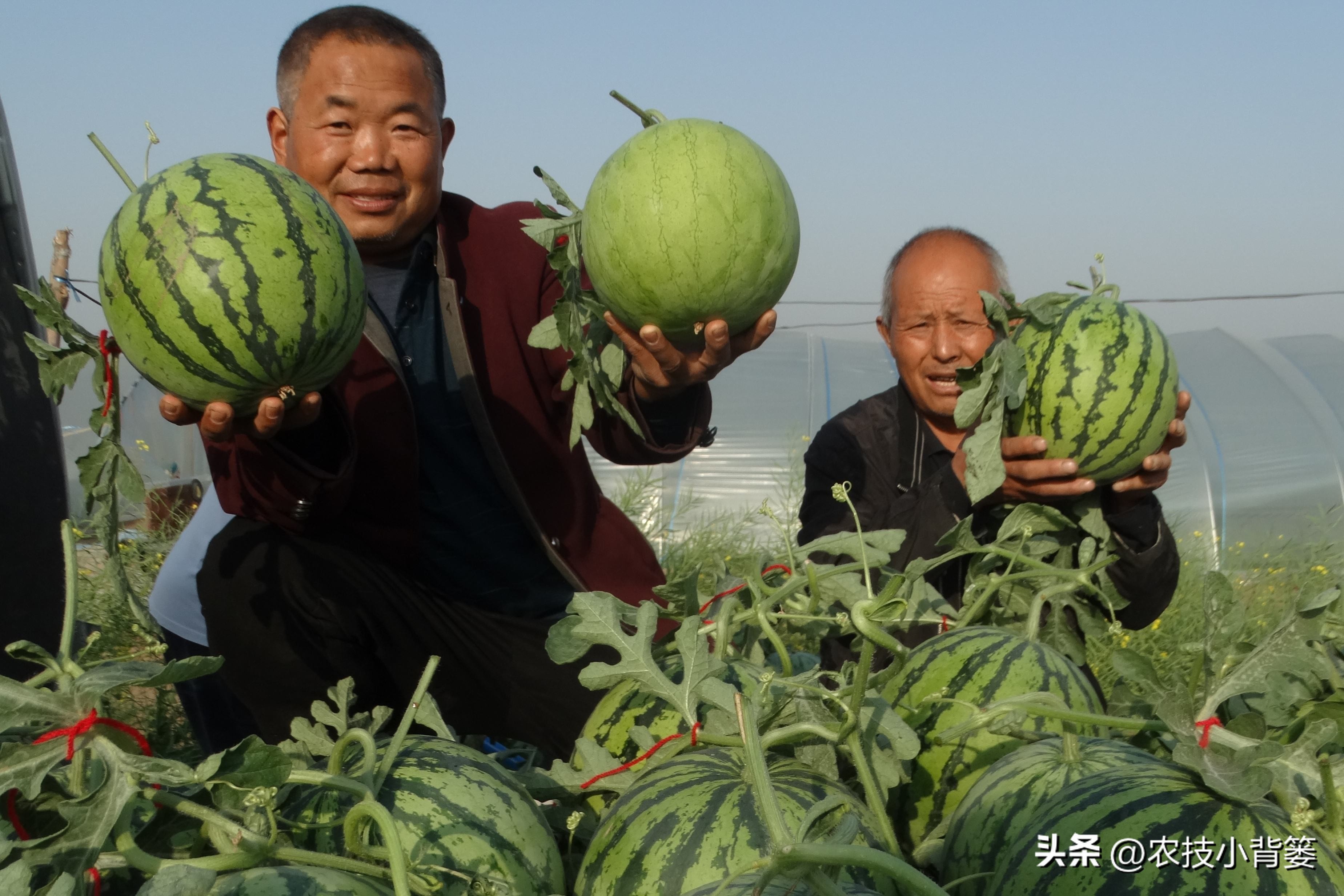 农作物缺钙补充什么肥料,为什么钙肥补了问题还是很多