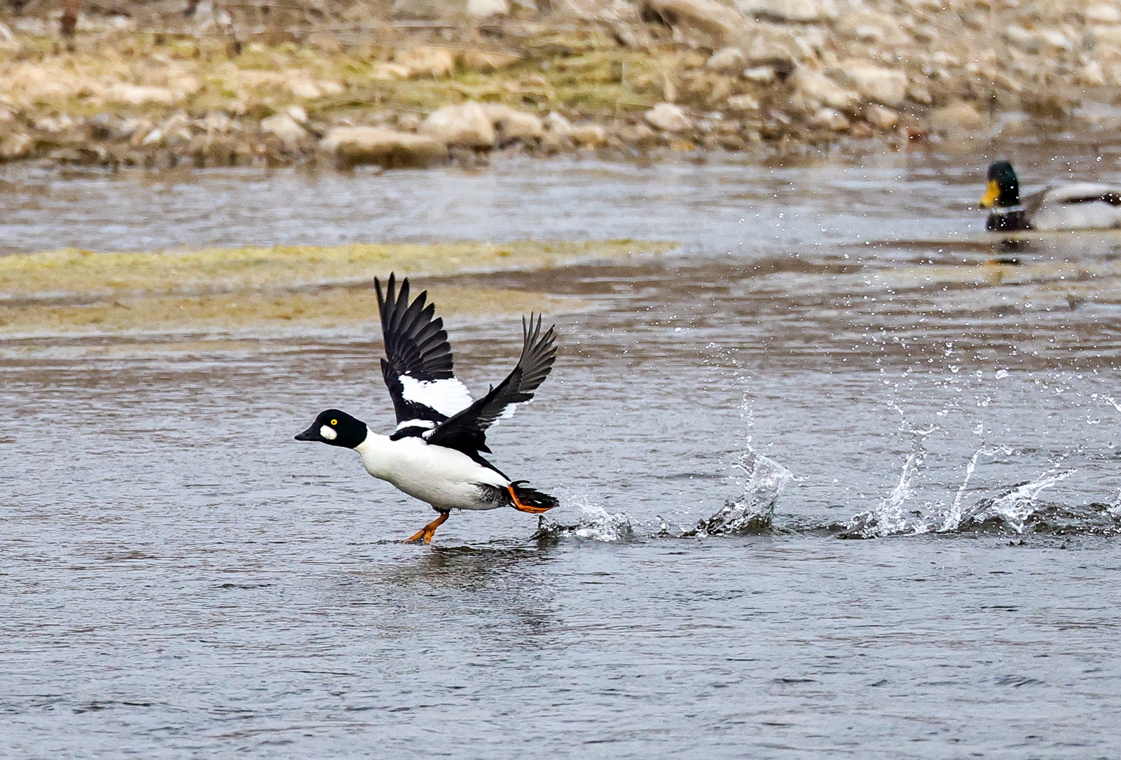 佳能canoneosr3测评,佳能eosr3震撼登场