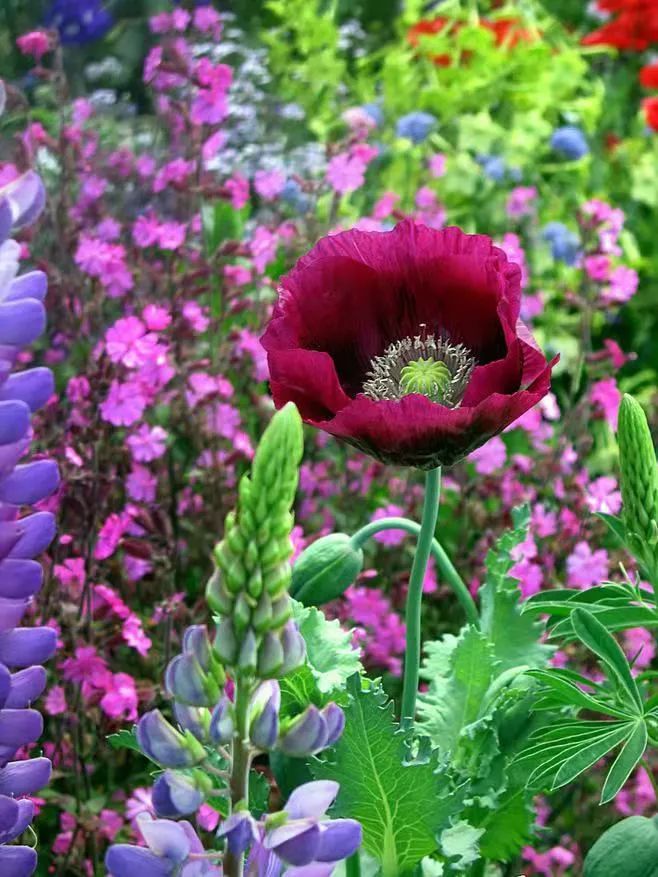 *粟罂**花,珍爱生命,远离*品毒**|花名册No.00076