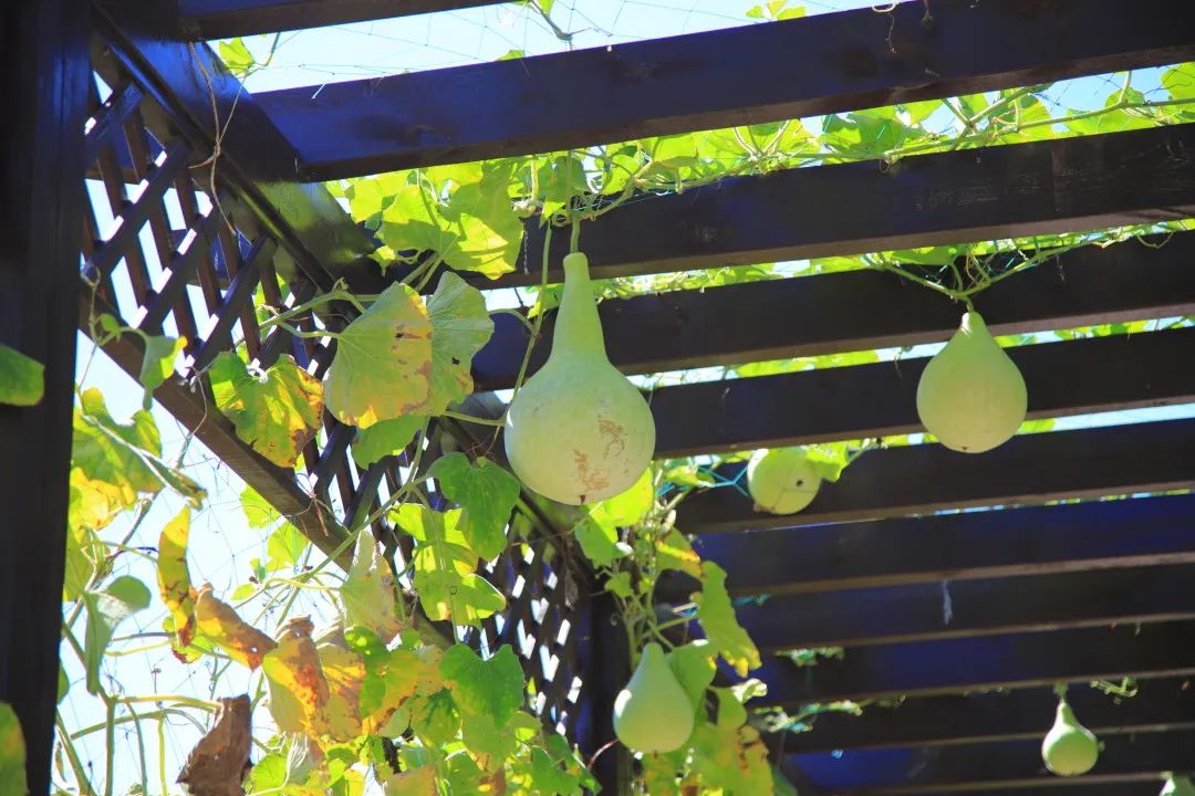 北京周边的向日葵花海,顺义向日葵花海