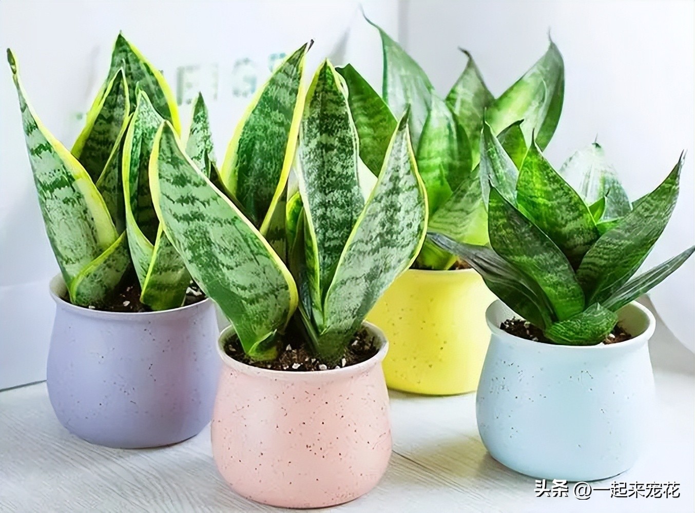 最适合室内养的十种花有哪些,4种花适合新手养漂亮好养