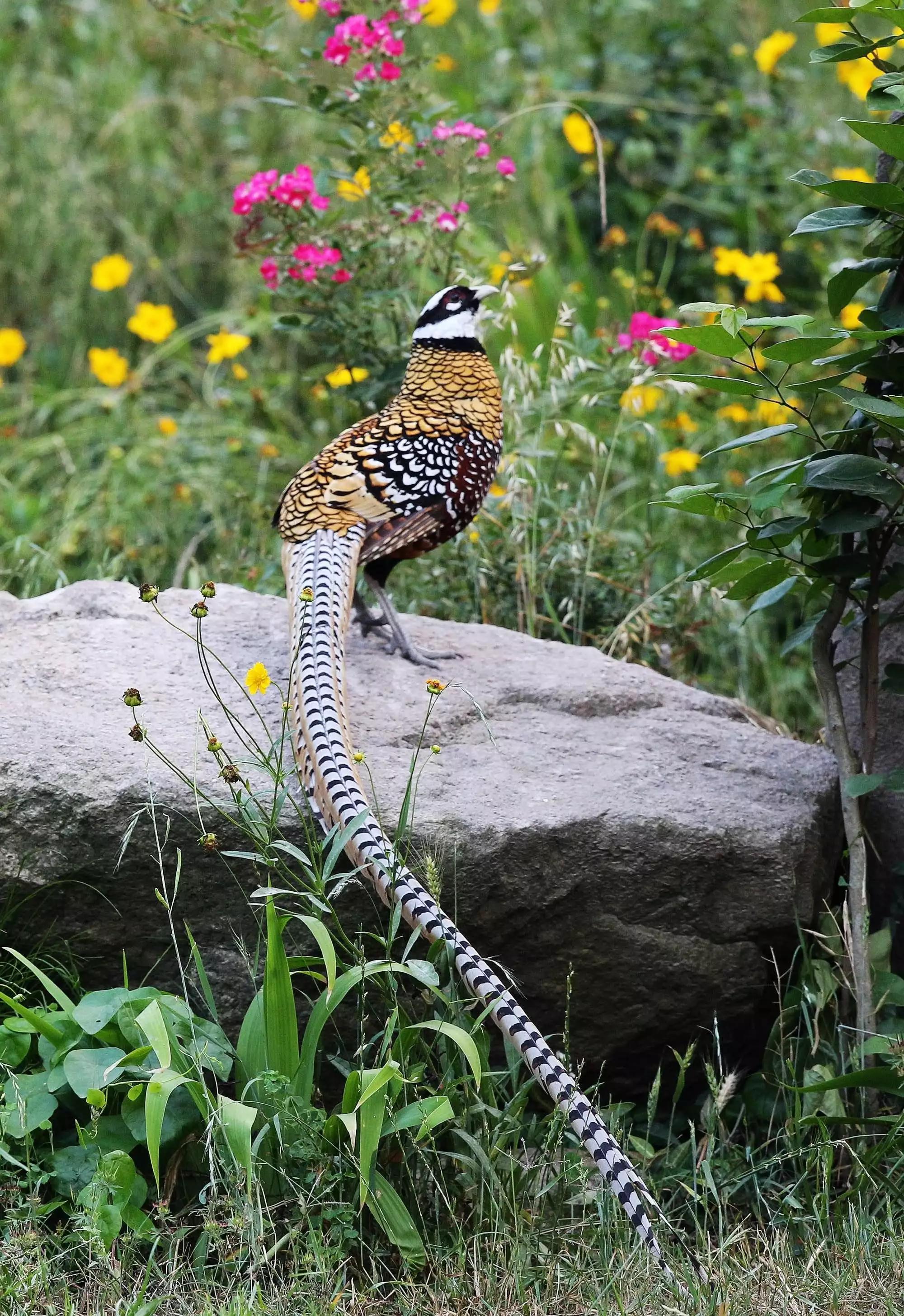 动物千姿百态,动物园的动物千姿百态