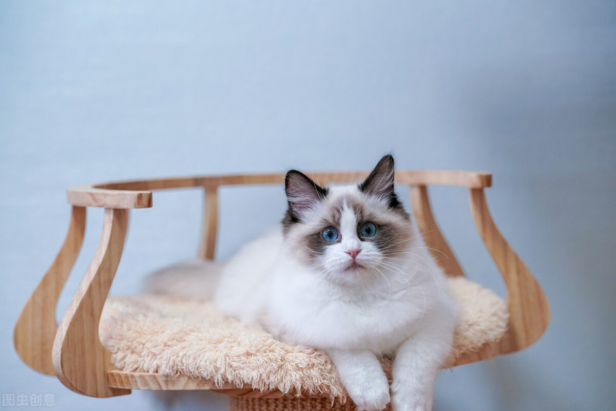 猫受伤可以自己治愈吗,猫尾受伤了能自愈吗