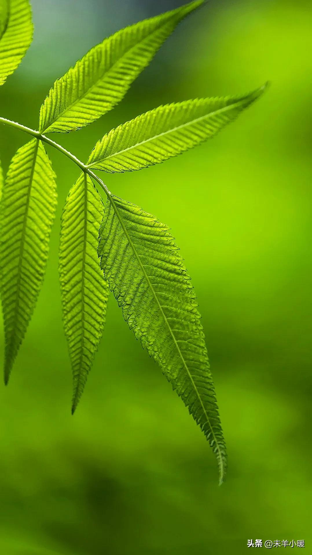 最美的手机壁纸大全,养眼养心的壁纸