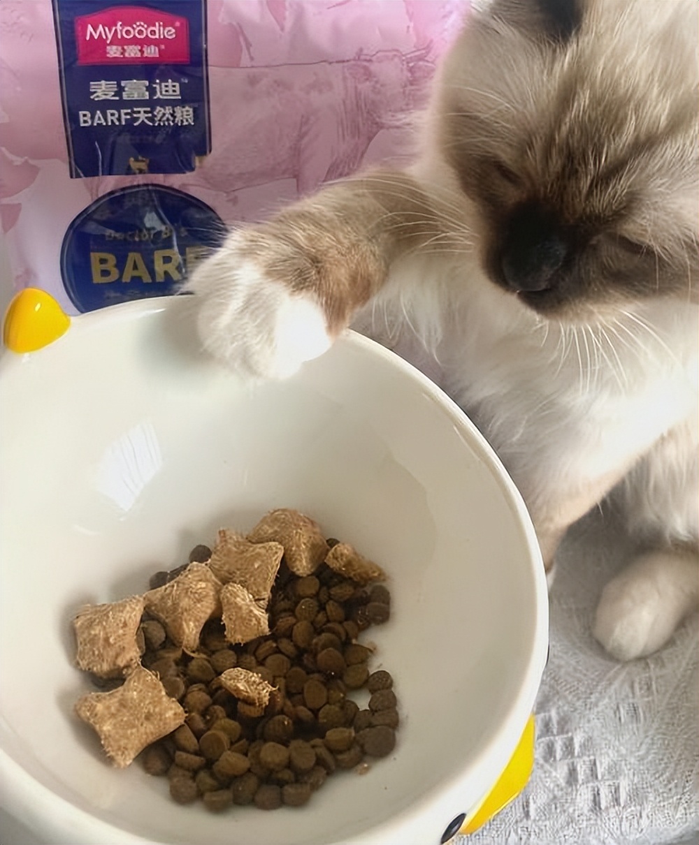 猫咪突然攻击人怎么处理,怎么训练猫咪不咬人不抓人