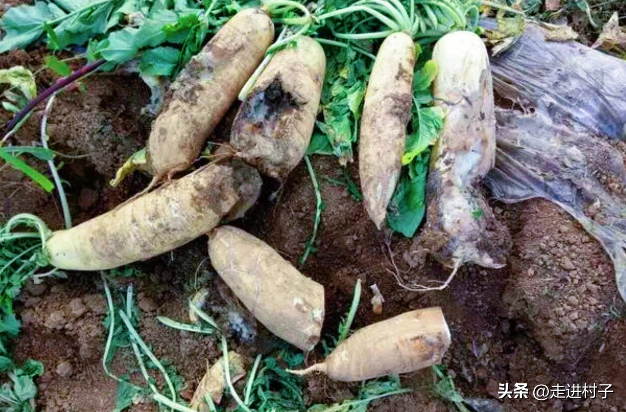 白萝卜最简单的病虫害防治方法,小圆白萝卜种植方法全过程