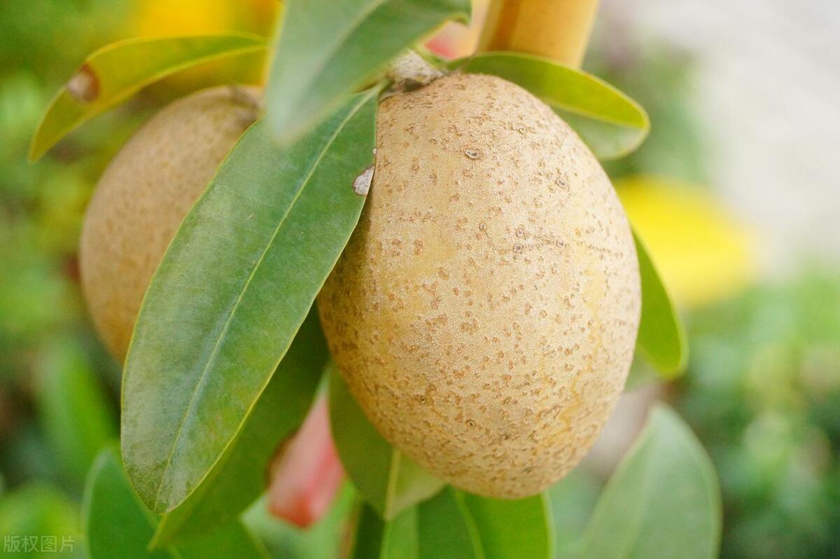 热带新奇特水果,热带奇特水果树