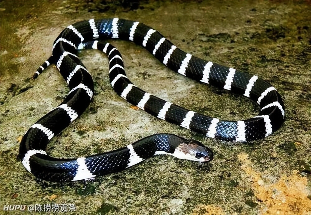 丛林探险美食大全,真正的丛林美食有哪些