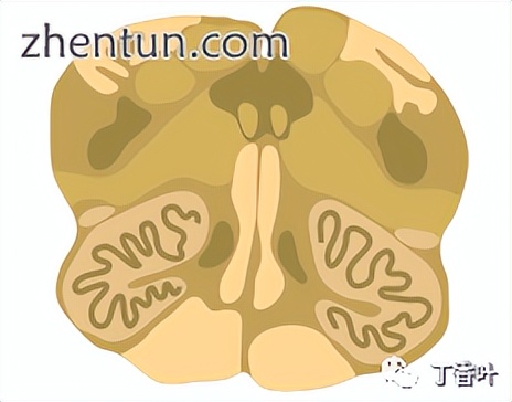 脑干的功能主要是什么作用,脑干控制人的什么功能