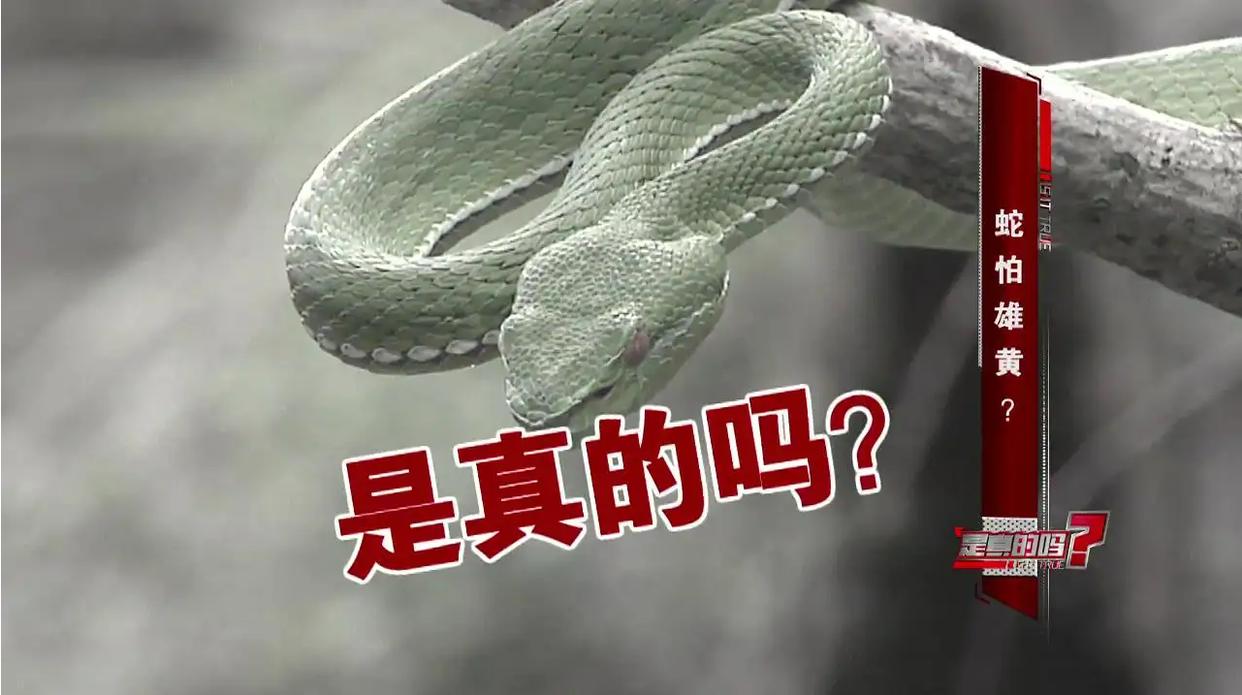 蛇最怕的是雄黄还是牛黄,蛇最怕雄黄的克星