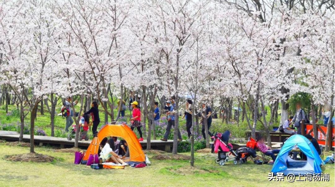 找到一处绝佳完美露营地,强烈推荐露营地