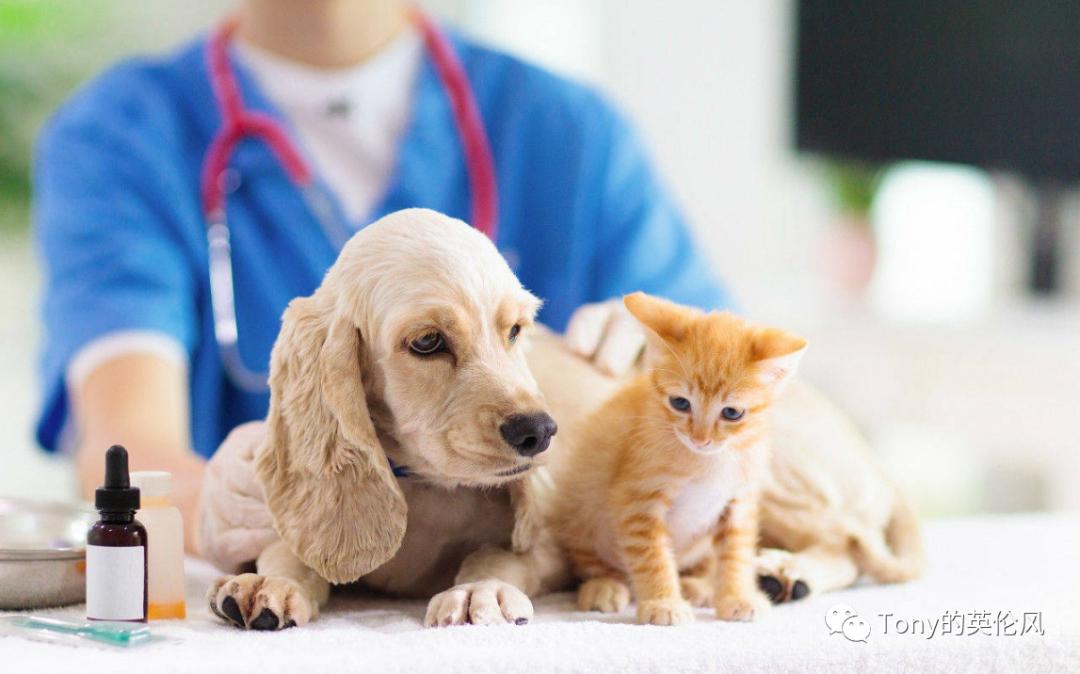 国外养猫攻略,英国短毛猫普通家庭怎么养猫