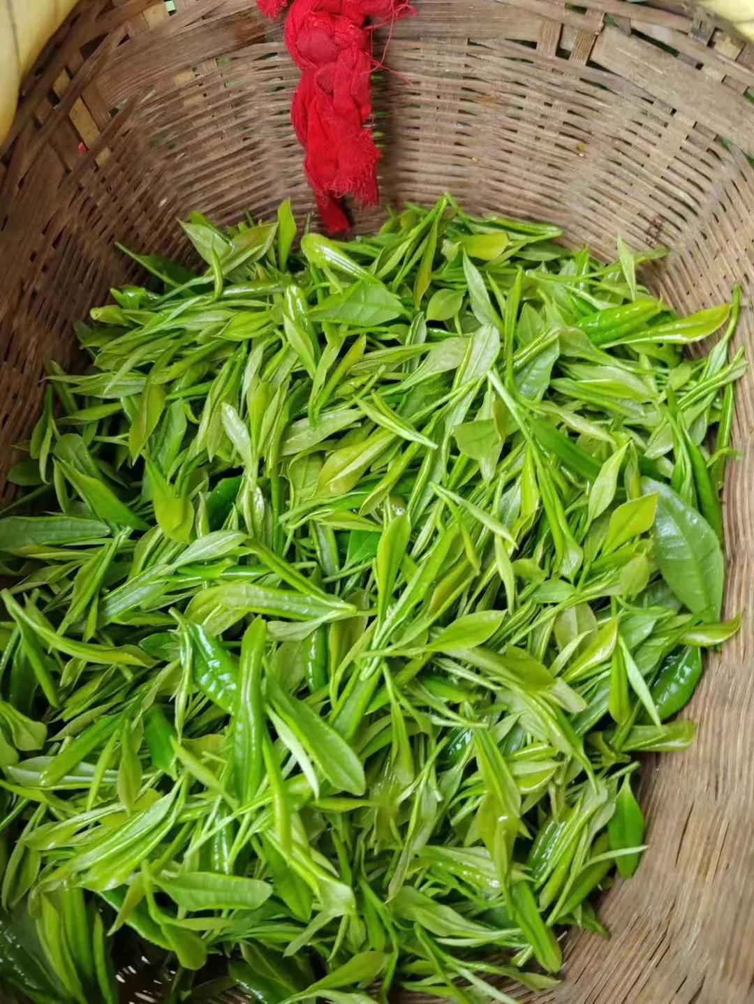 黄山毛峰明前茶雨前茶谷雨茶区别,绿茶是明前茶鲜还是谷雨茶鲜