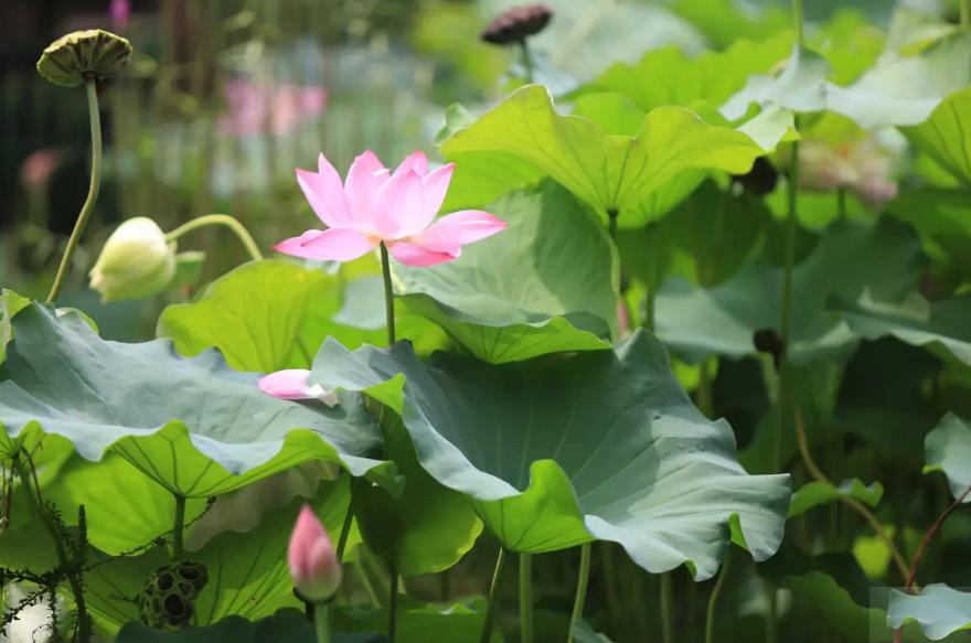 周嗣远|接天碧叶莹如玉，夕照芙蓉万朵花（原创荷之歌25首）