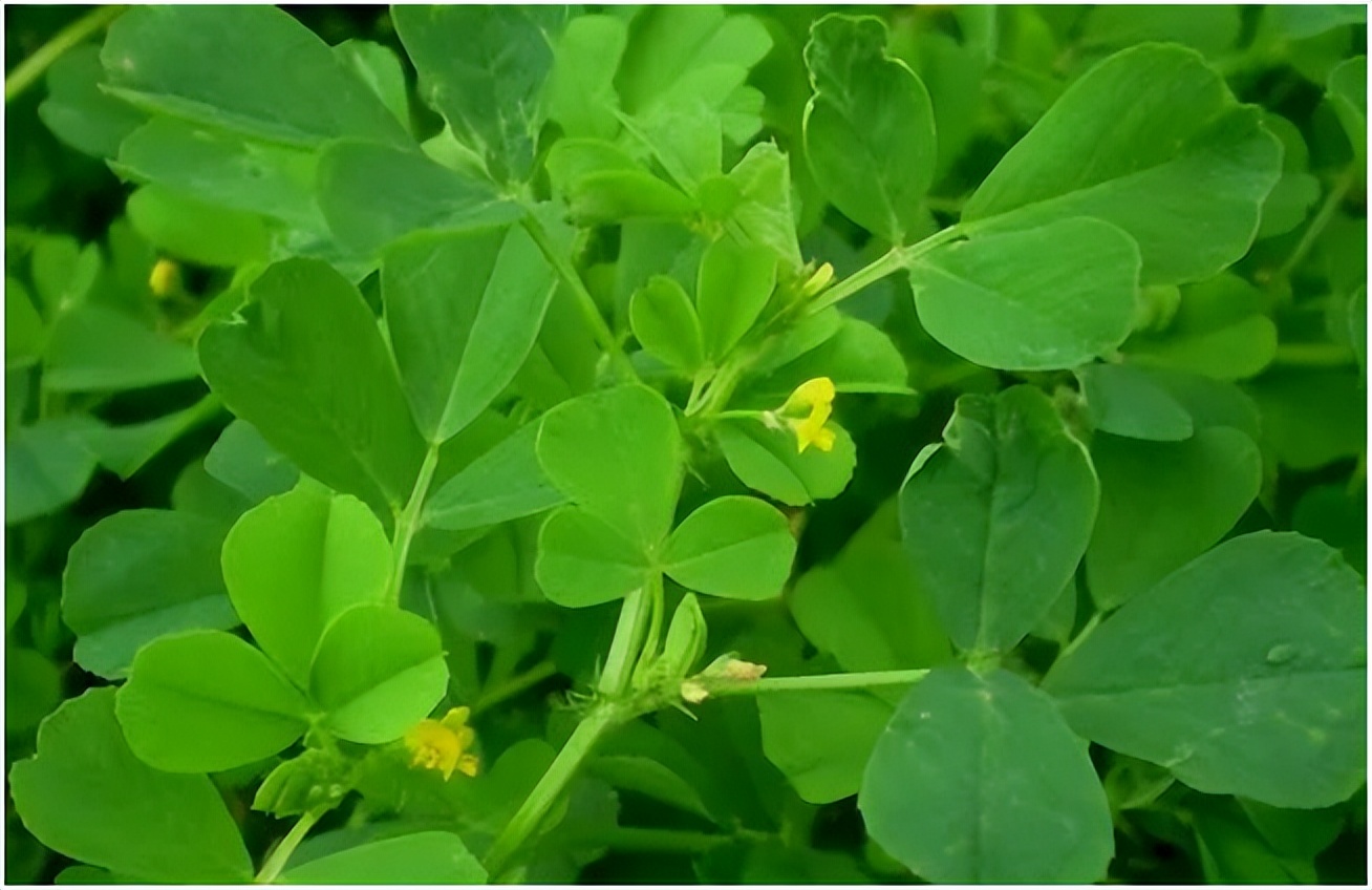 常吃这种菜长寿保健胜过吃人参,冬季多吃这3样营养丰富赛人参