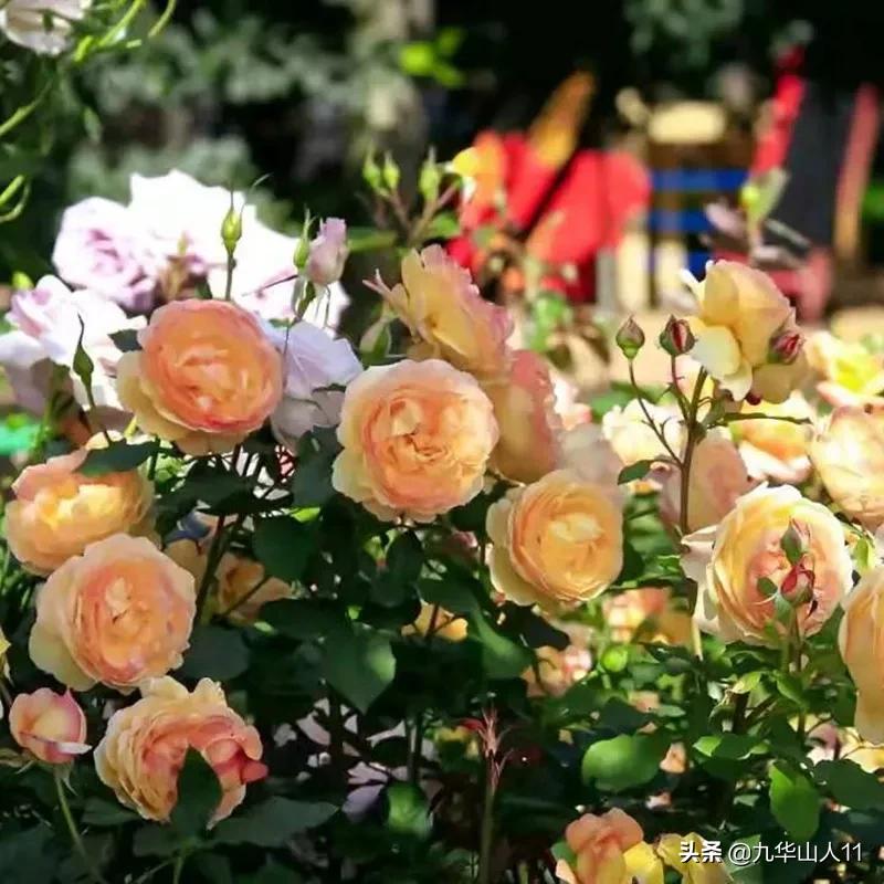 20cm大花重瓣月季品种,黄颜色大花月季是什么品种