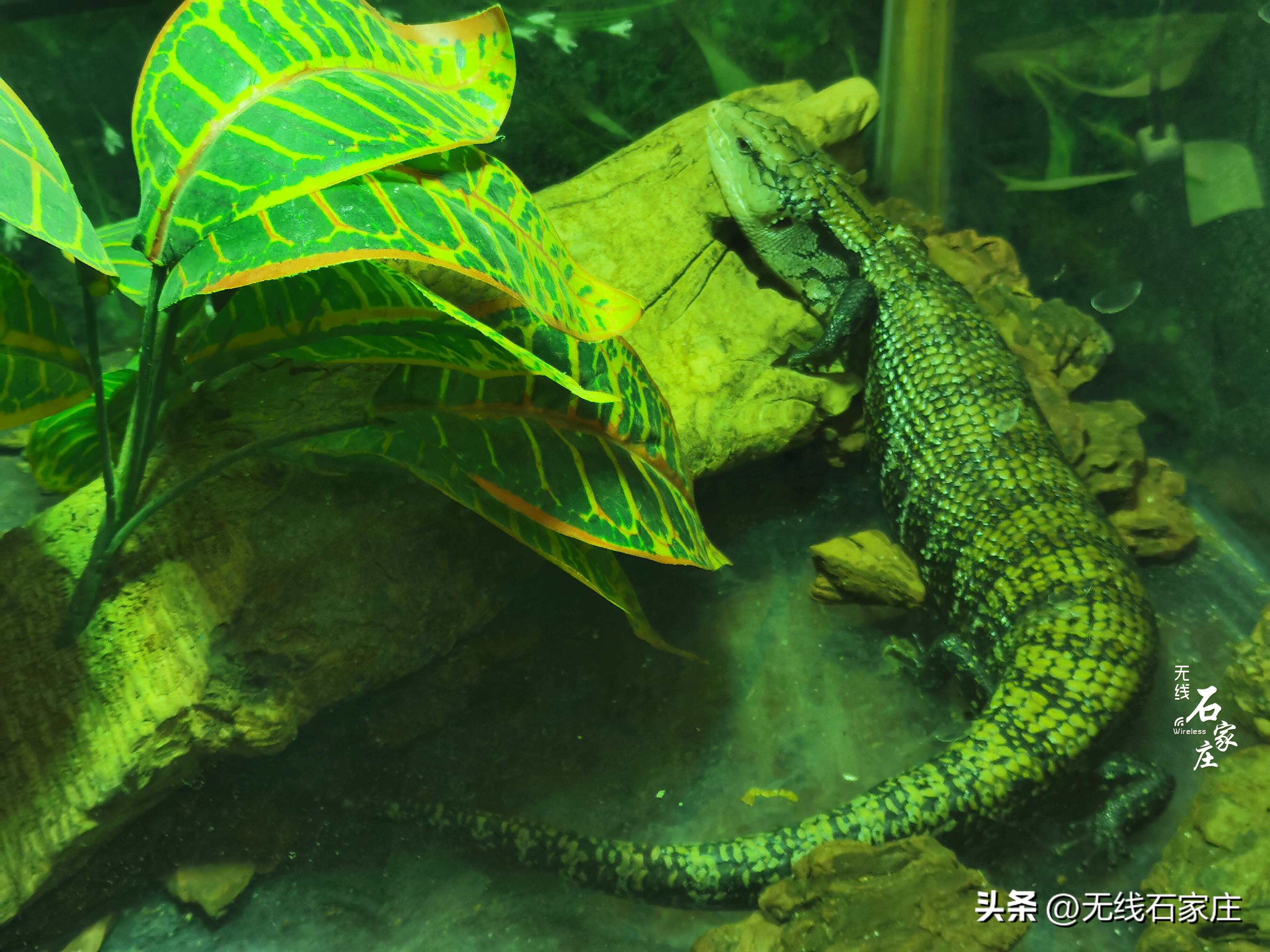 2022年石家庄动物园春节活动,石家庄动物园元宵节