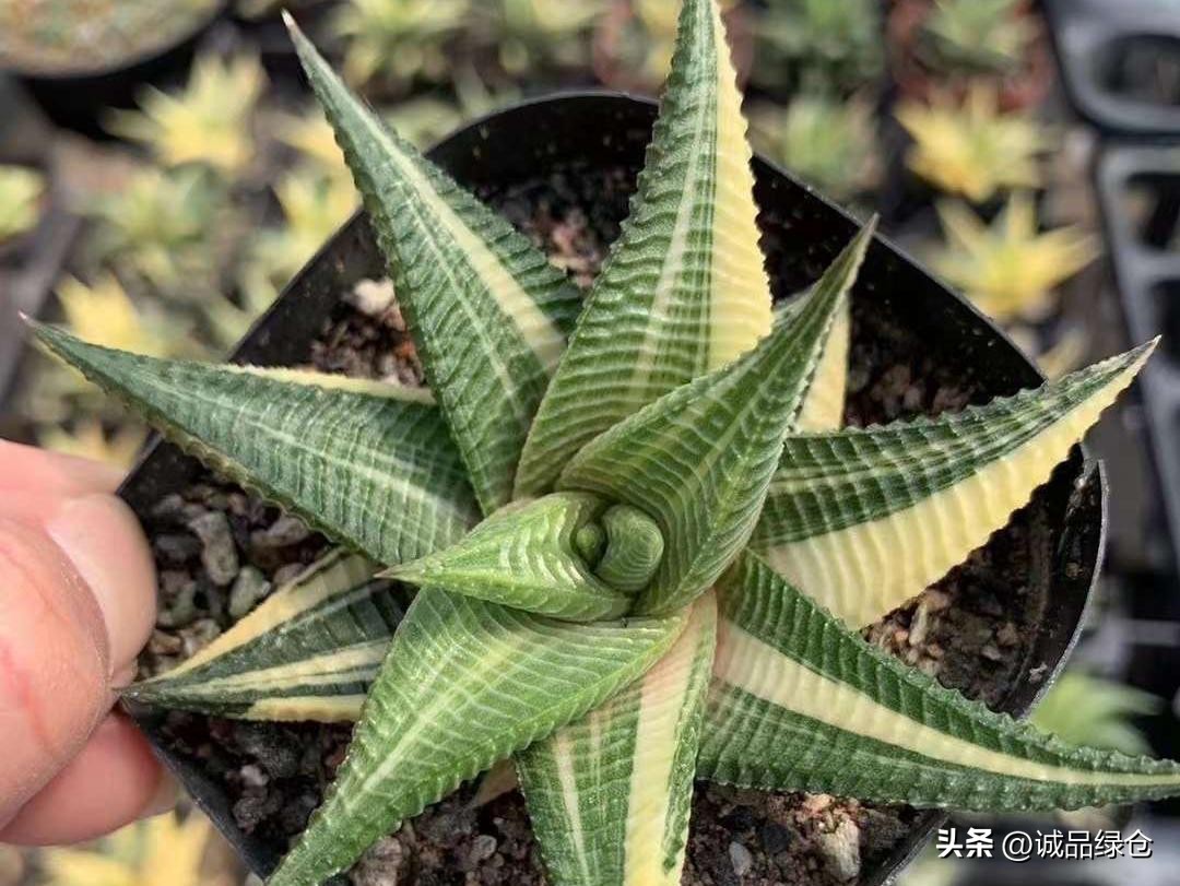 多肉植物十二卷是哪些,多肉植物十二卷名字的由来