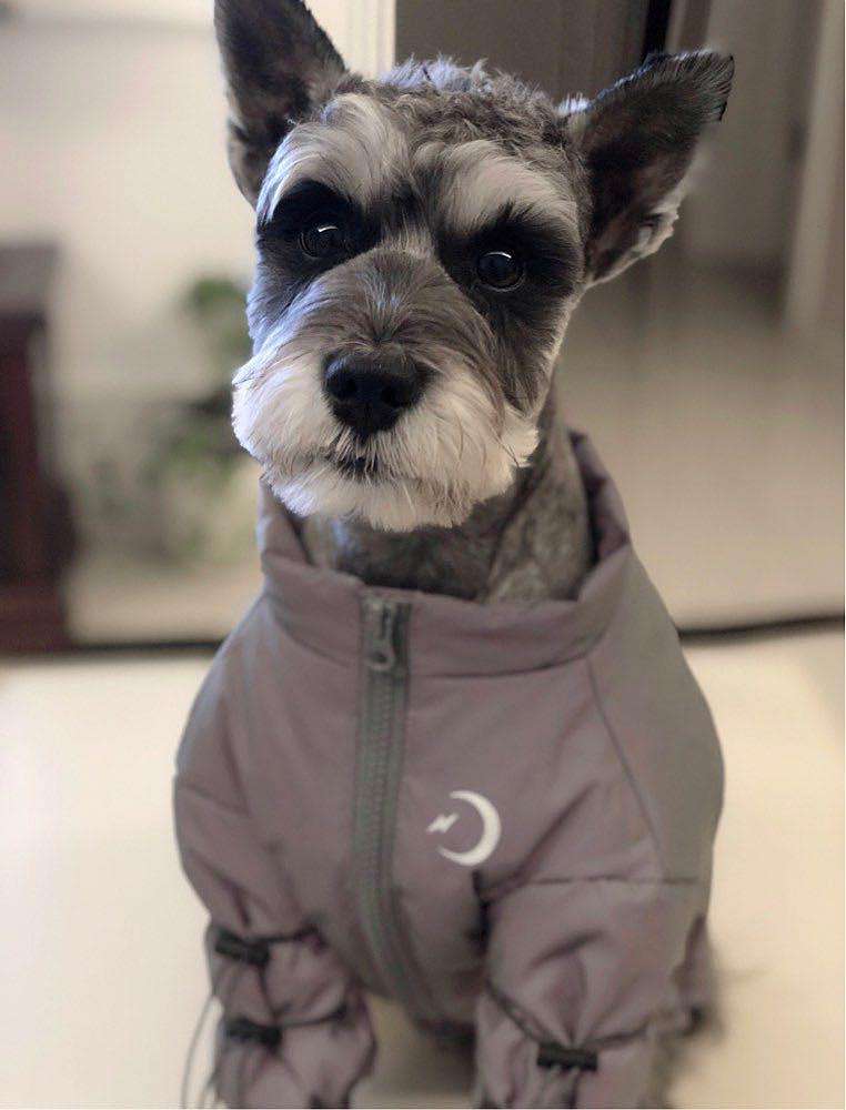 黑银迷你雪纳瑞的优缺点,标准雪纳瑞犬的9大优缺点