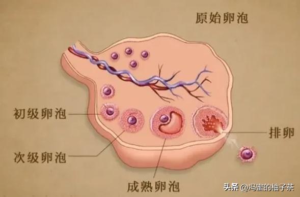 孩子长得像前女友有科学依据吗,孩子长得像老公但不是老公的