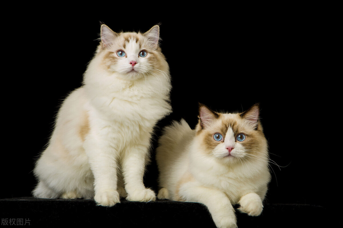 暹罗猫跟布偶,暹罗猫和布偶猫什么区别