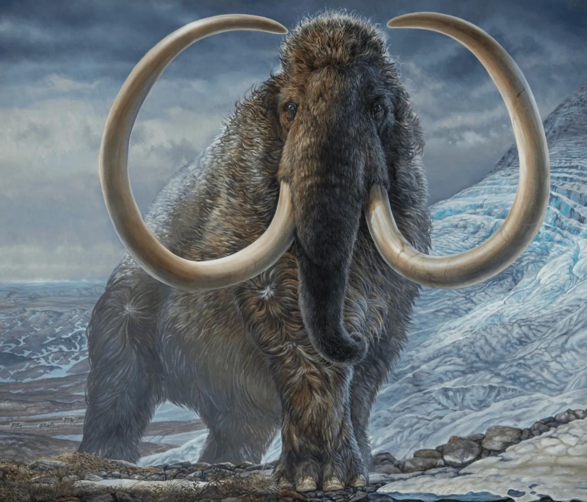 海洋的庞然大物蓝鲸,地球进化史上最大的生物