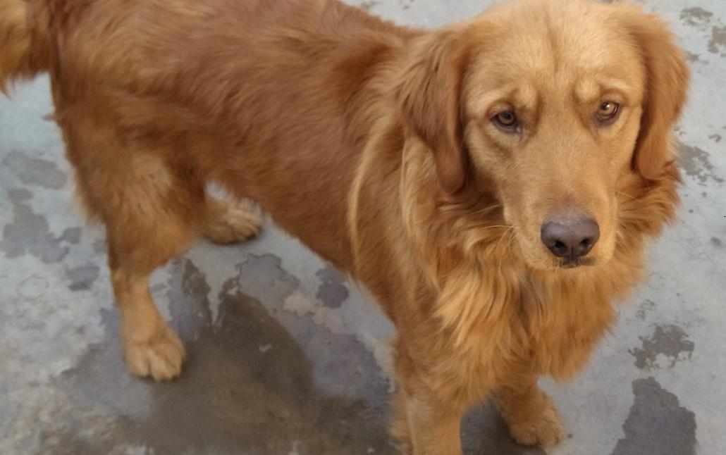 金毛体重多少为正常范围,金毛每个月体重多少正常