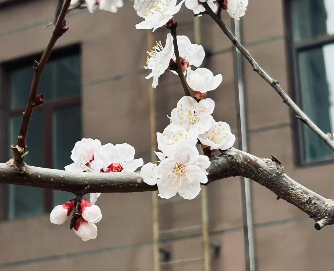 为什么苹果手机拍出来的照片模糊,为什么苹果拍出来的照片很占内存