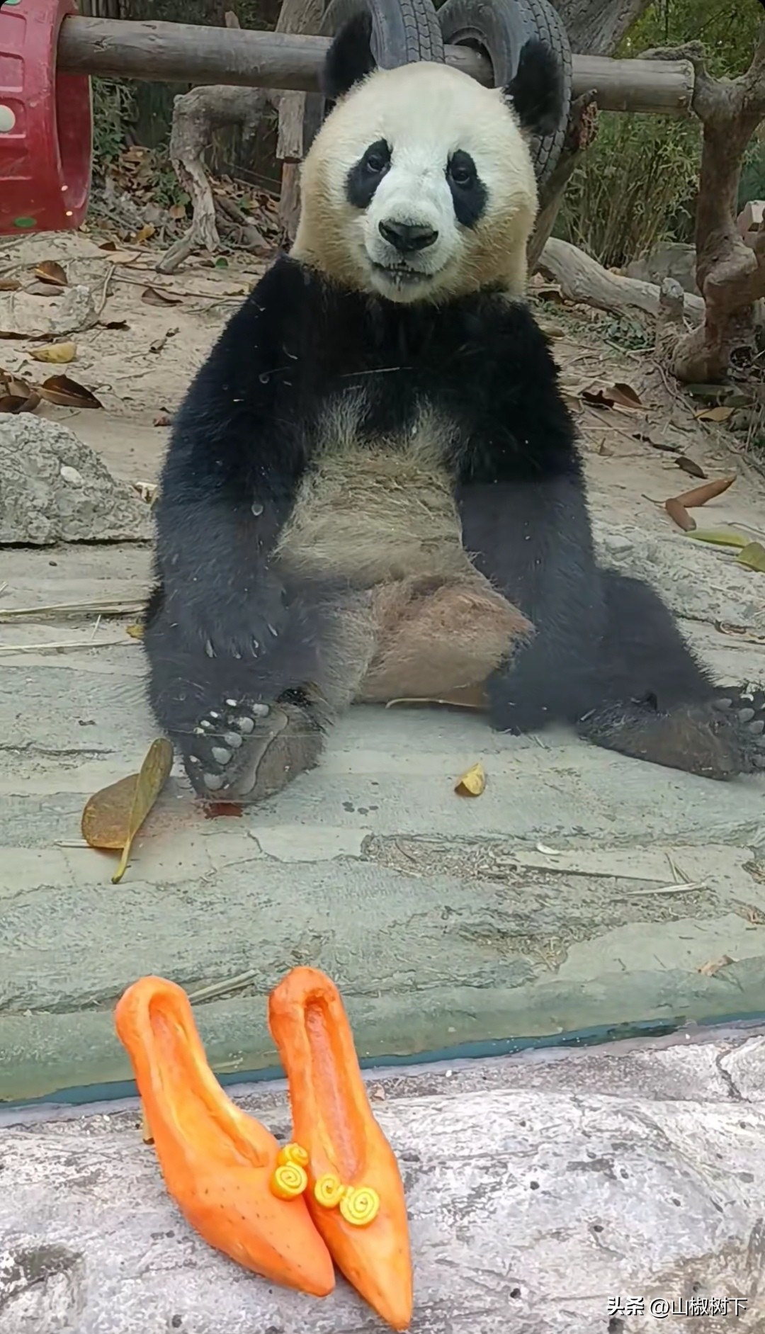 熊猫基地的奶妈奶爸有多少人,熊猫基地帅气奶爸