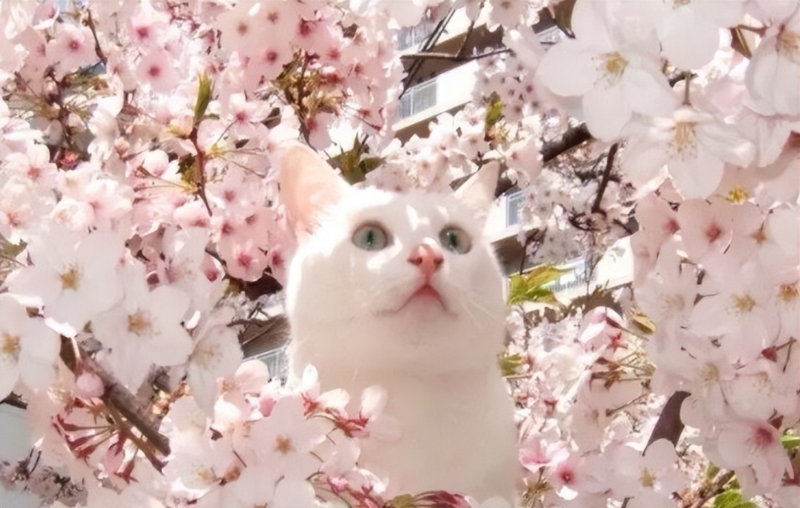 猫咪的名字原来可以这么有诗意，快给你家主子安排上