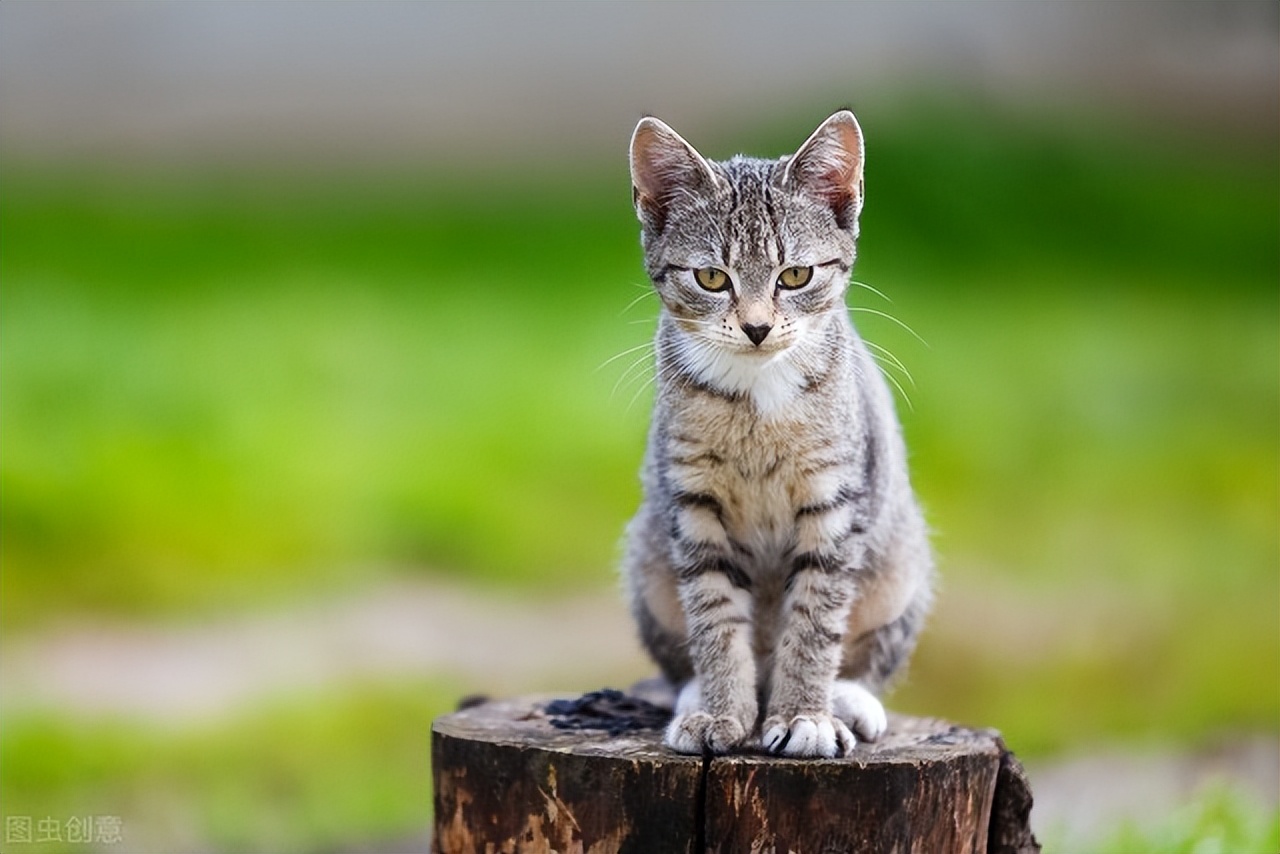 粗蛋白60%的猫粮圆柱形的猫粮,猫粮是不是粗蛋白含量越高越好呢