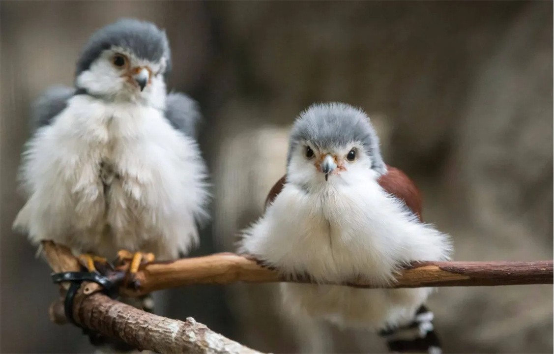 大熊猫凶残的一面你永远不懂,外表可爱却很凶残的动物大熊猫