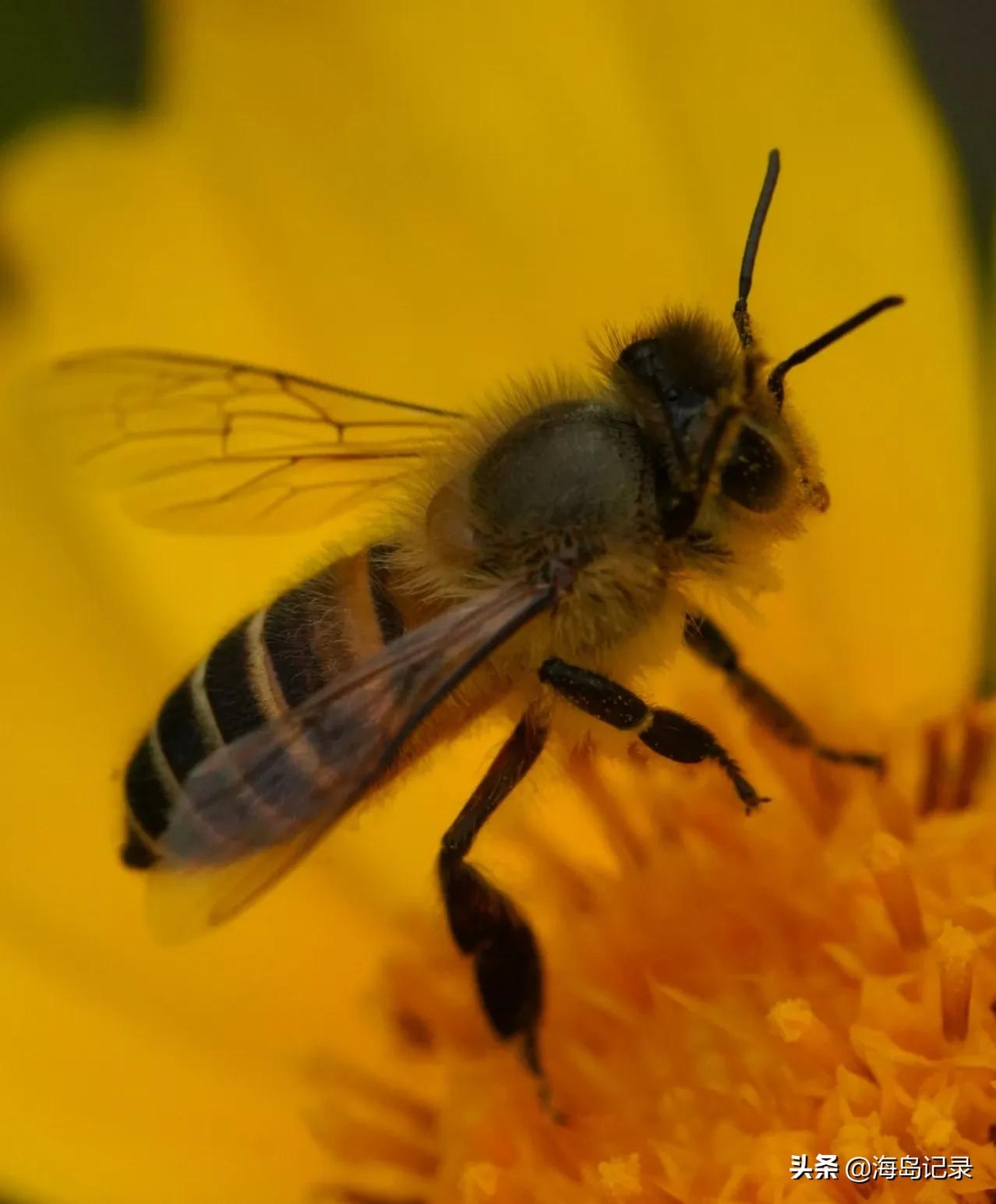 描写蜜蜂的诗语,人们喜爱蜜蜂赞美辛勤劳动的蜜蜂