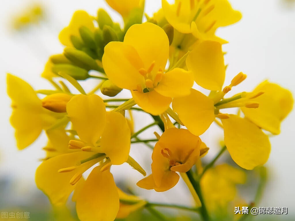 春兰奇蝶花图片,春兰花园美图欣赏