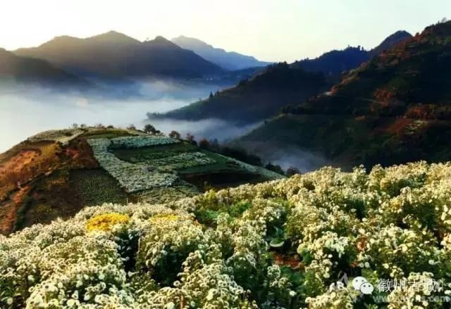 黄山贡菊2024年价格预计多少一斤,黄山贡菊是白菊吗价格多少钱一斤