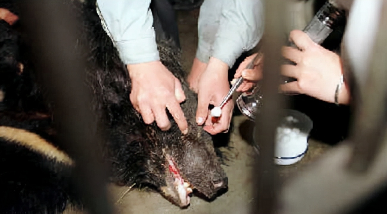 大学生伤熊事件是什么时候,大学生伤熊事件真实视频