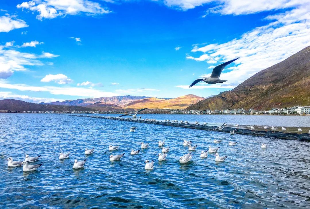 淡季大理堪称人间理想,大理的旺季真实体验