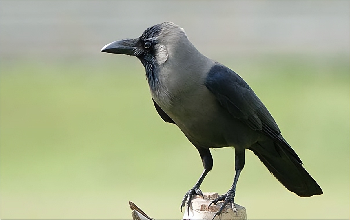 50张最佳鸟类摄影作品,鸟儿大全大图